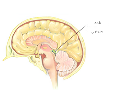 غده هیپوفیز